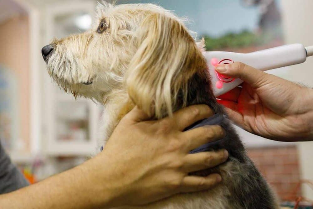 Pet laser therapy service image Dog laser therapy