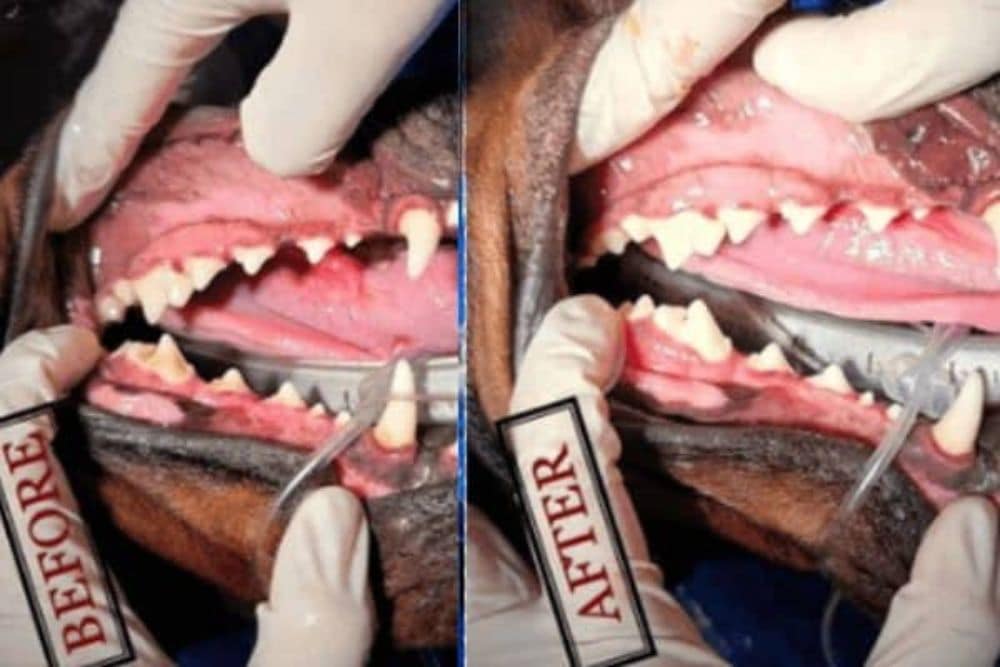 A vet is checking a dog teeth