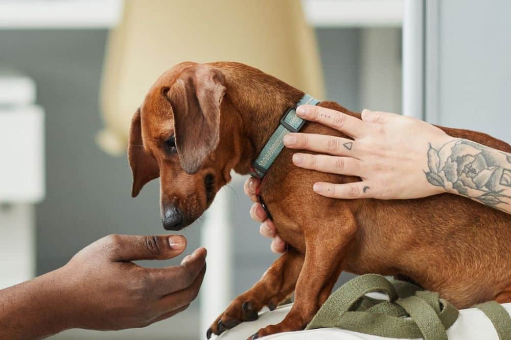 A person gently pets a dog