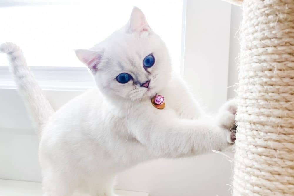 A white kitten with blue eyes